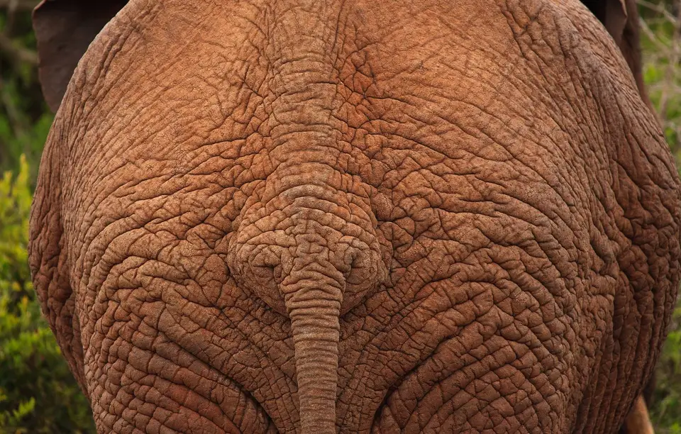 Südafrika_AddoElephantNP_164.jpg