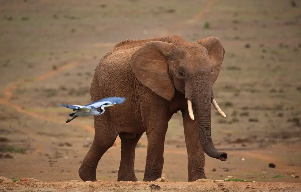 Südafrika_AddoElephantNP_165.jpg