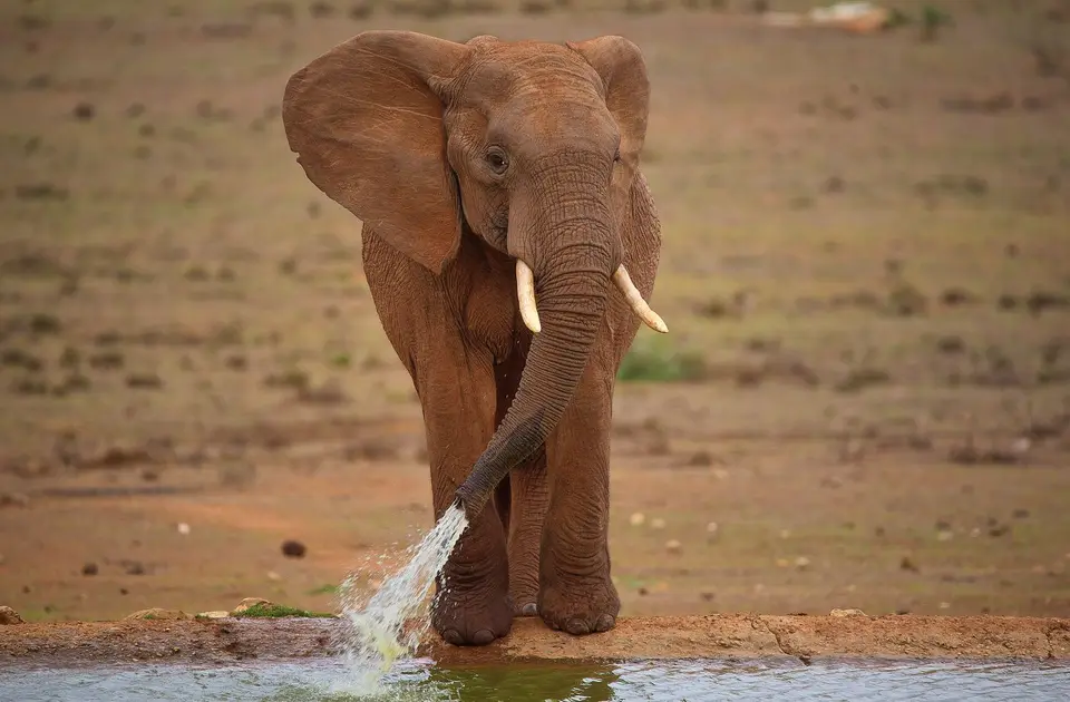 Südafrika_AddoElephantNP_166.jpg