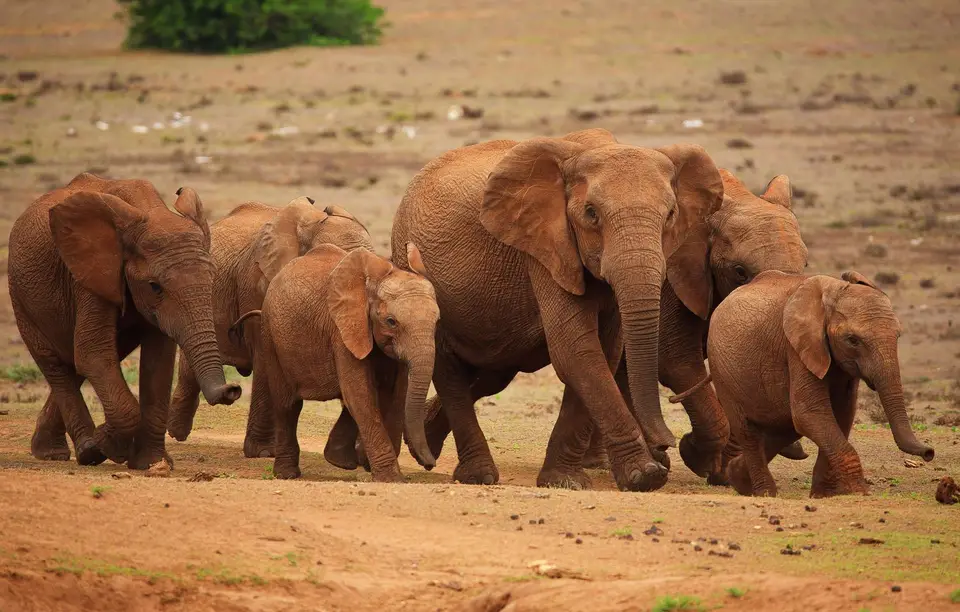 Südafrika_AddoElephantNP_170.jpg
