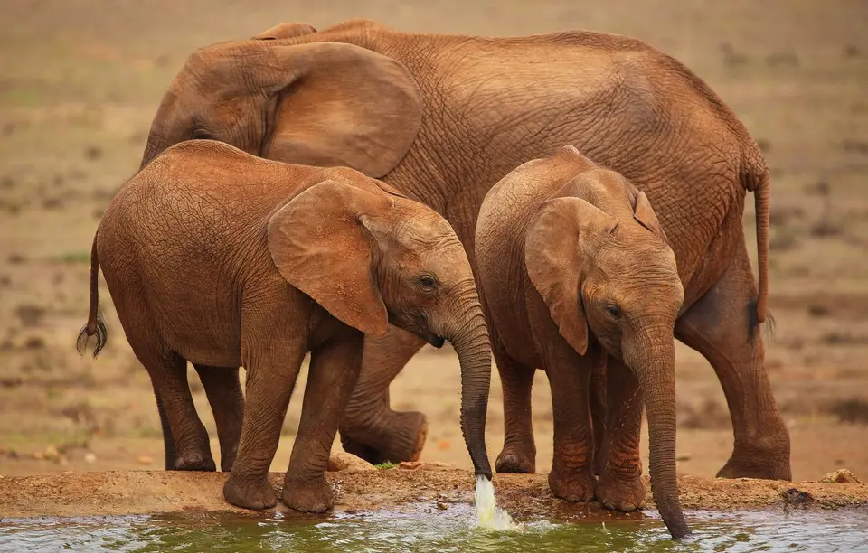 Südafrika_AddoElephantNP_172.jpg