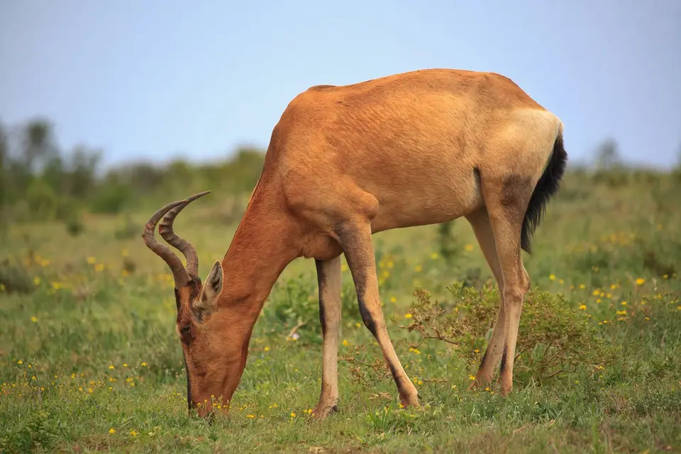Südafrika_AddoElephantNP_180.jpg