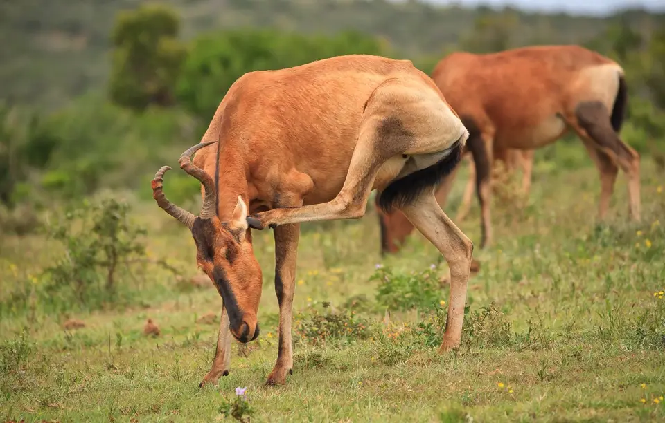 Südafrika_AddoElephantNP_182.jpg