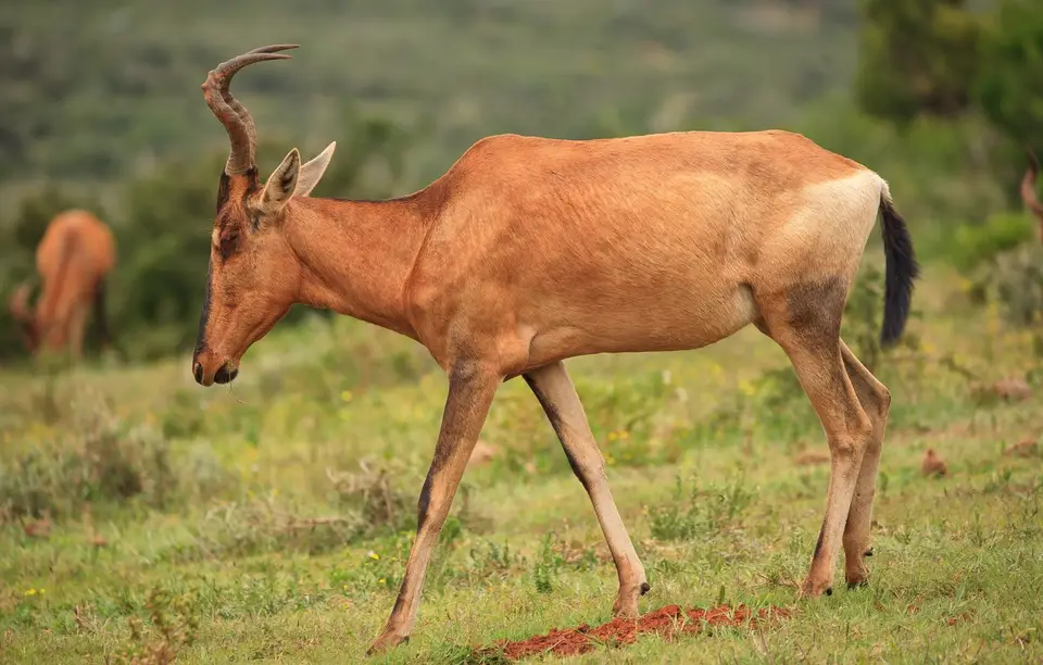 Südafrika_AddoElephantNP_183.jpg