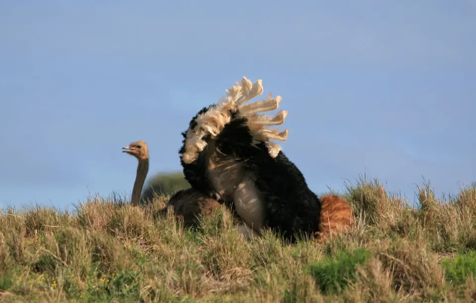 Südafrika_AddoElephantNP_205.jpg