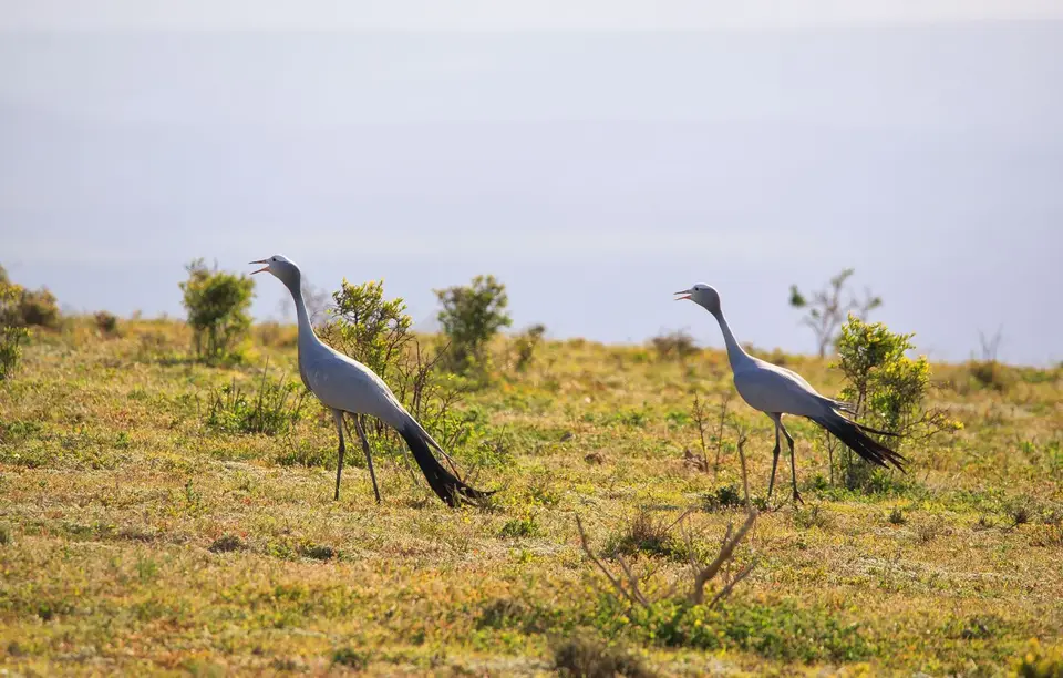 Südafrika_AddoElephantNP_207.jpg