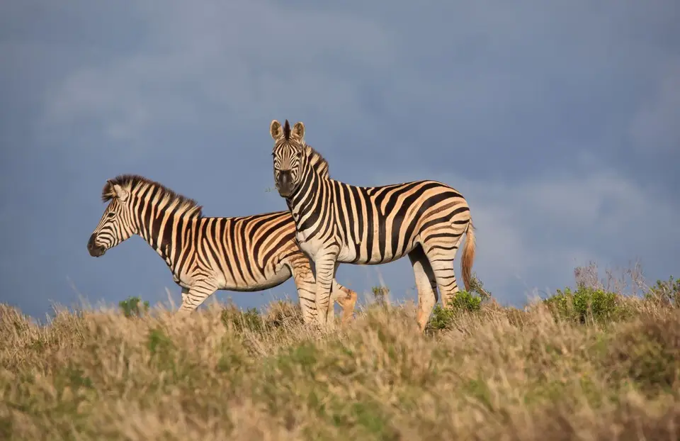 Südafrika_AddoElephantNP_209.jpg