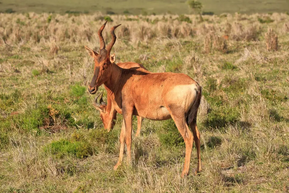 Südafrika_AddoElephantNP_210.jpg