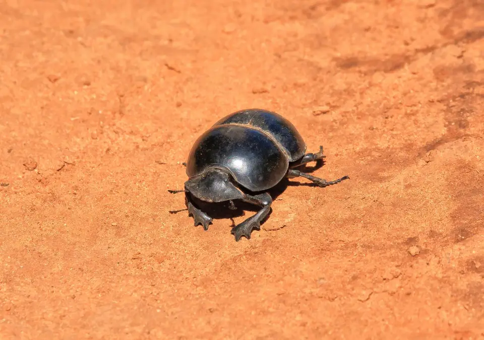 Südafrika_AddoElephantNP_229.jpg