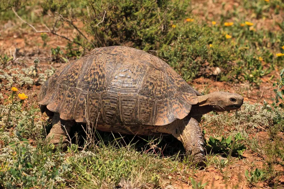 Südafrika_AddoElephantNP_233.jpg