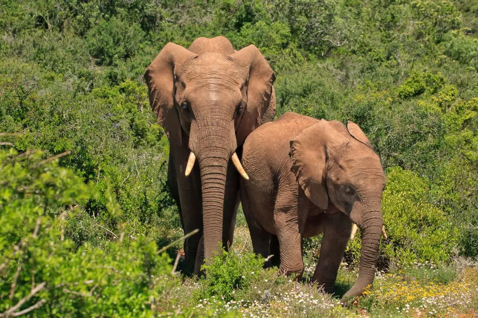 Südafrika_AddoElephantNP_234.jpg
