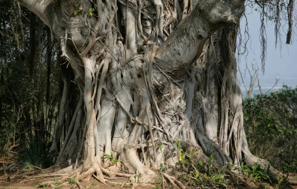 Südafrika_Addo_CampFigtree_05.jpg