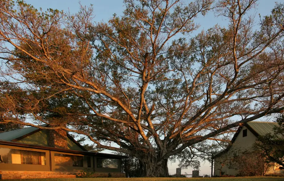 Südafrika_Addo_CampFigtree_12.jpg