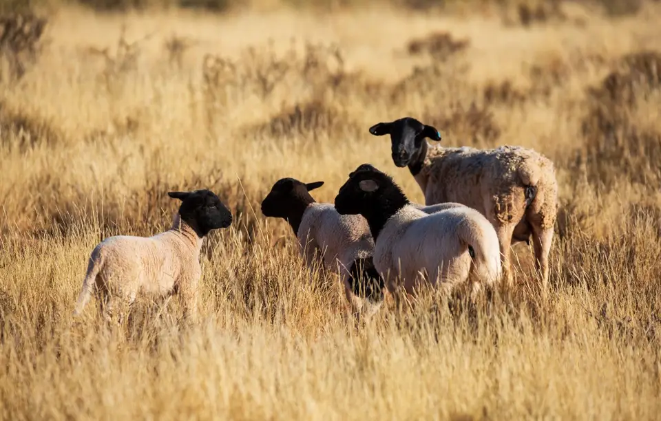 Südafrika_Britstown_SweetfonteinFarm_19.jpg