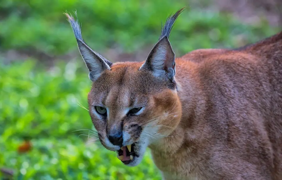 Südafrika_EmdoneniLodge_21.jpg