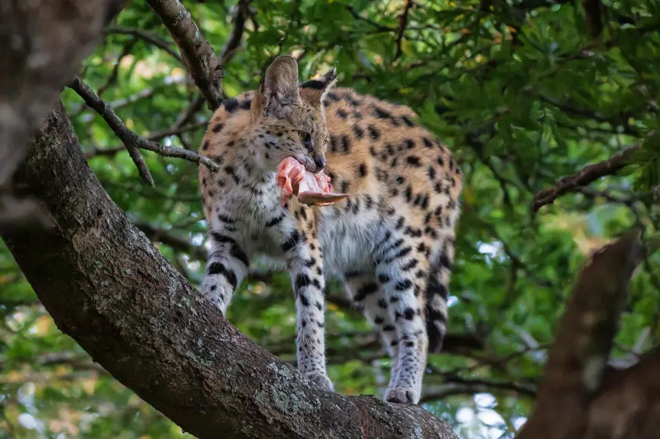 Südafrika_EmdoneniLodge_32.jpg