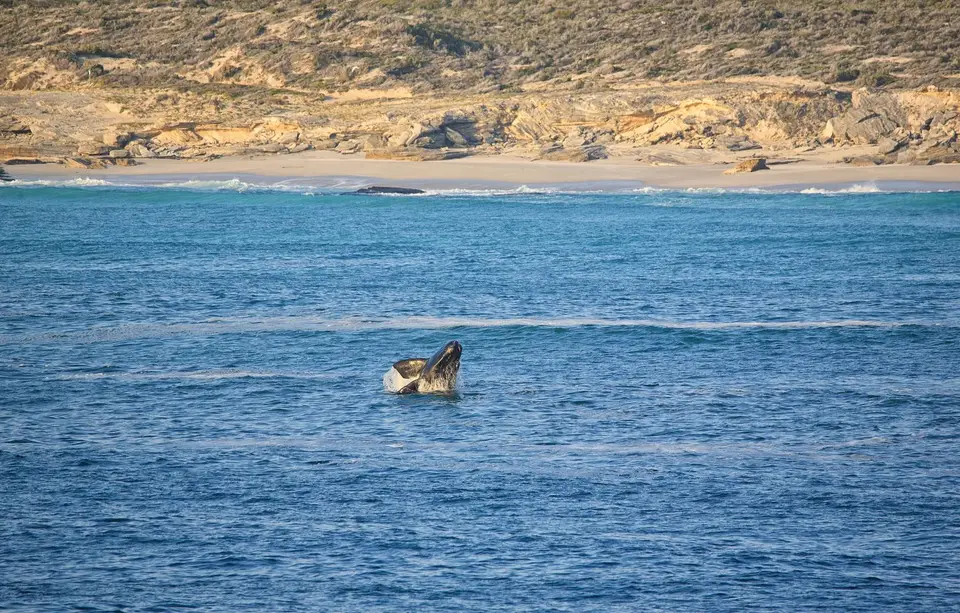 Südafrika_Gaansbai_053.jpg