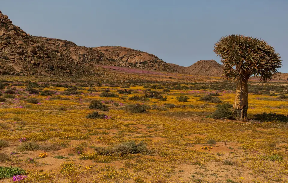 Südafrika_GoegapNR_29.jpg
