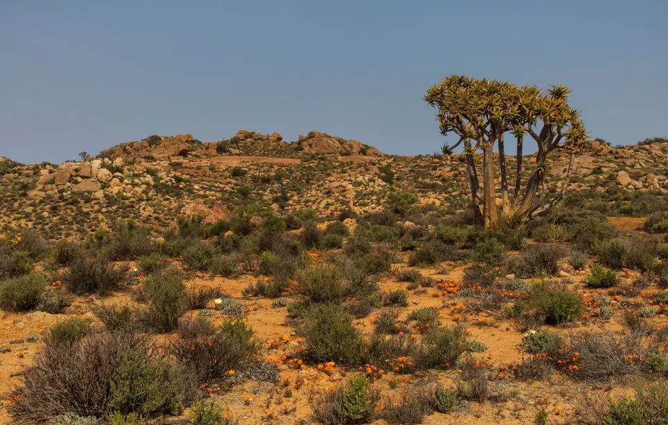 Südafrika_GoegapNR_53.jpg