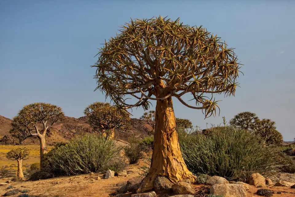 Südafrika_GoegapNR_66.jpg