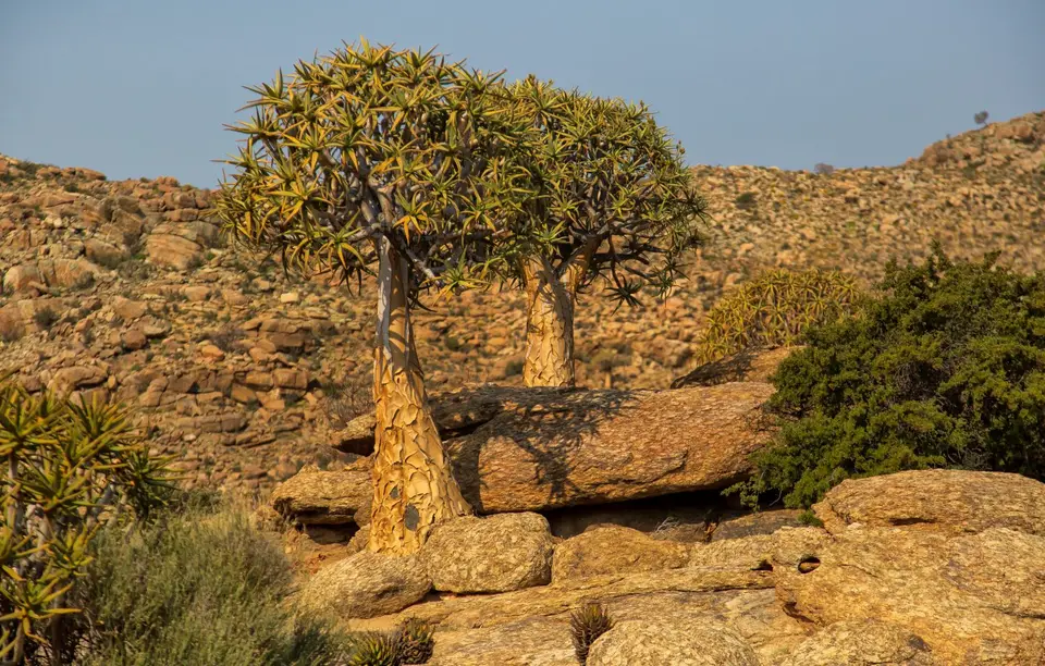 Südafrika_GoegapNR_70.jpg