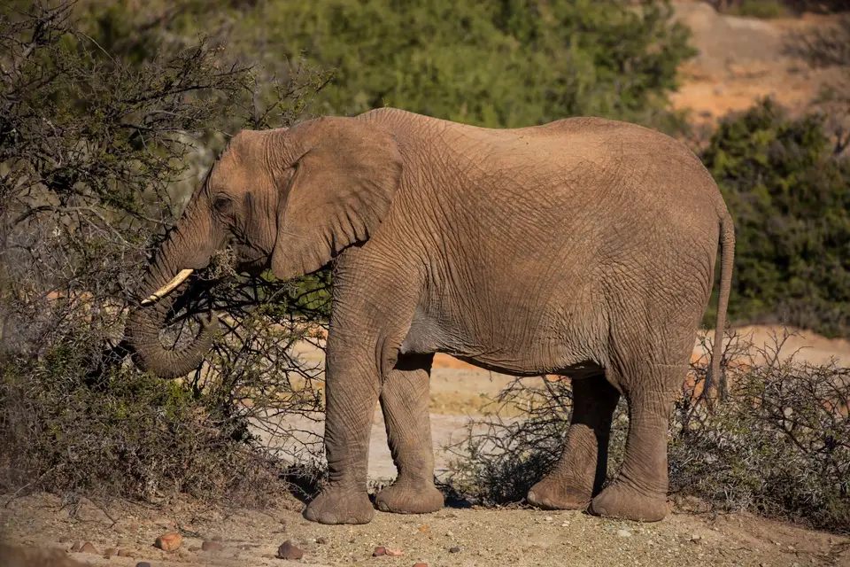Südafrika_GraaffReinet_MtCamdeboo_040.jpg