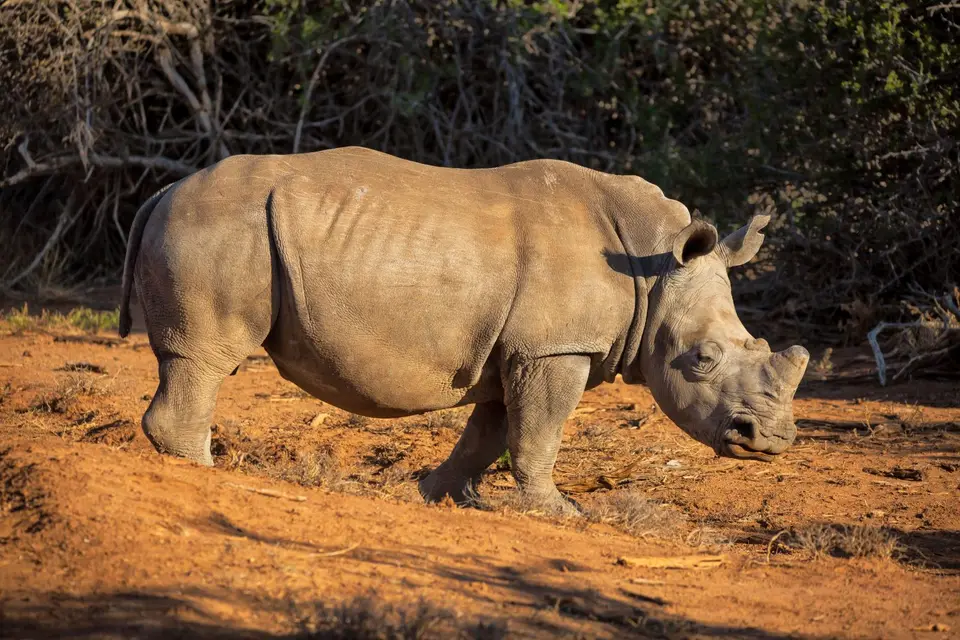 Südafrika_GraaffReinet_MtCamdeboo_046.jpg