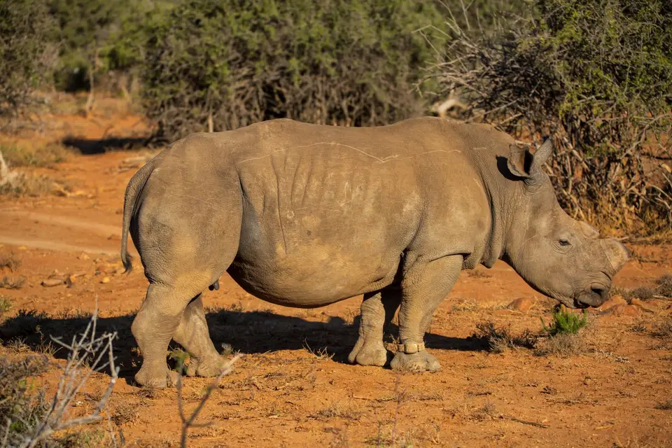 Südafrika_GraaffReinet_MtCamdeboo_055.jpg