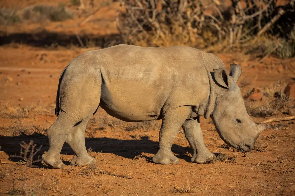 Südafrika_GraaffReinet_MtCamdeboo_059.jpg