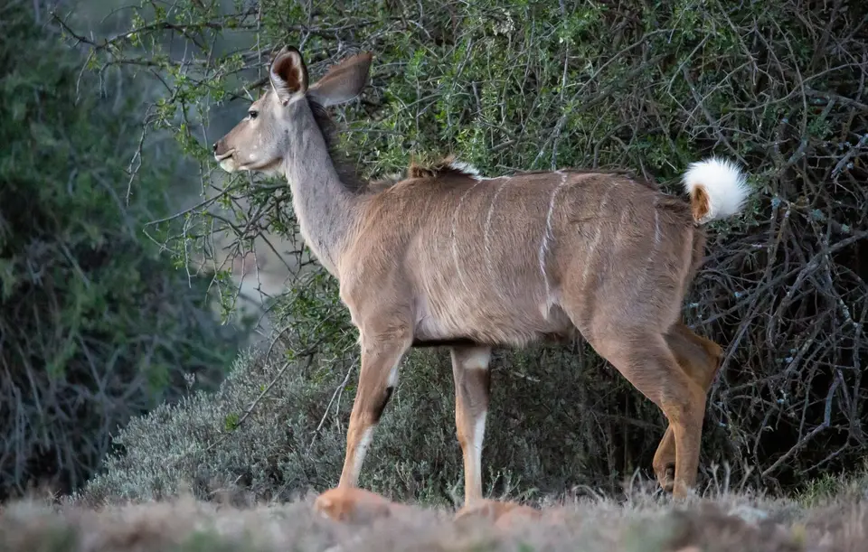 Südafrika_GraaffReinet_MtCamdeboo_072.jpg