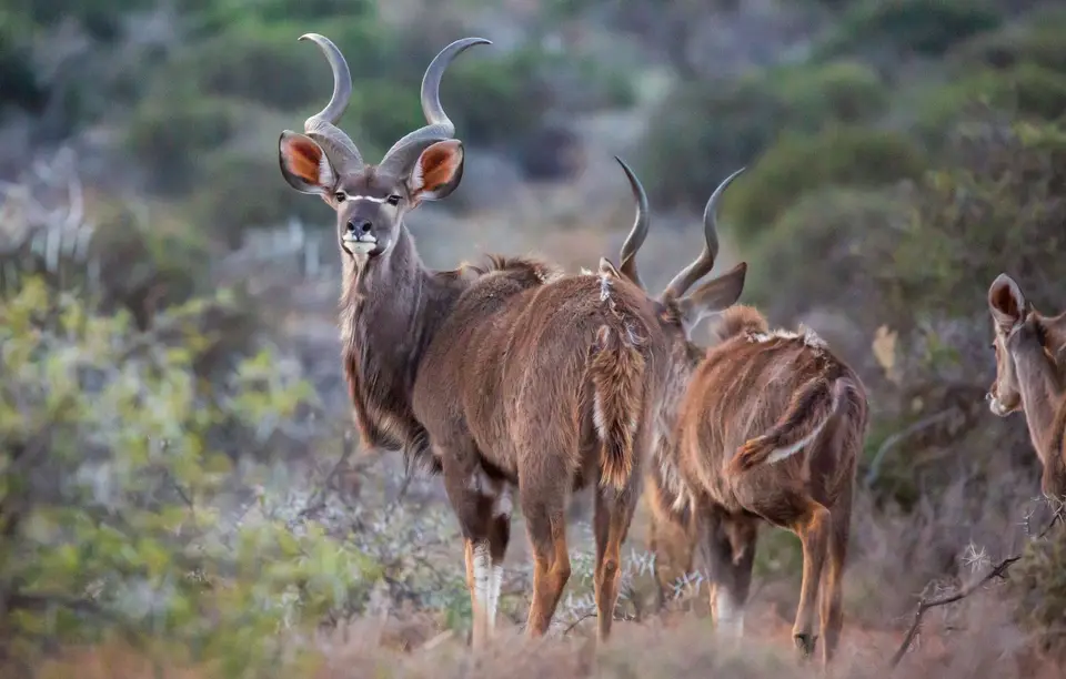 Südafrika_GraaffReinet_MtCamdeboo_073.jpg