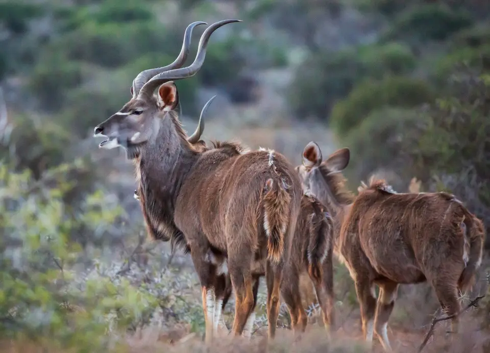 Südafrika_GraaffReinet_MtCamdeboo_074.jpg
