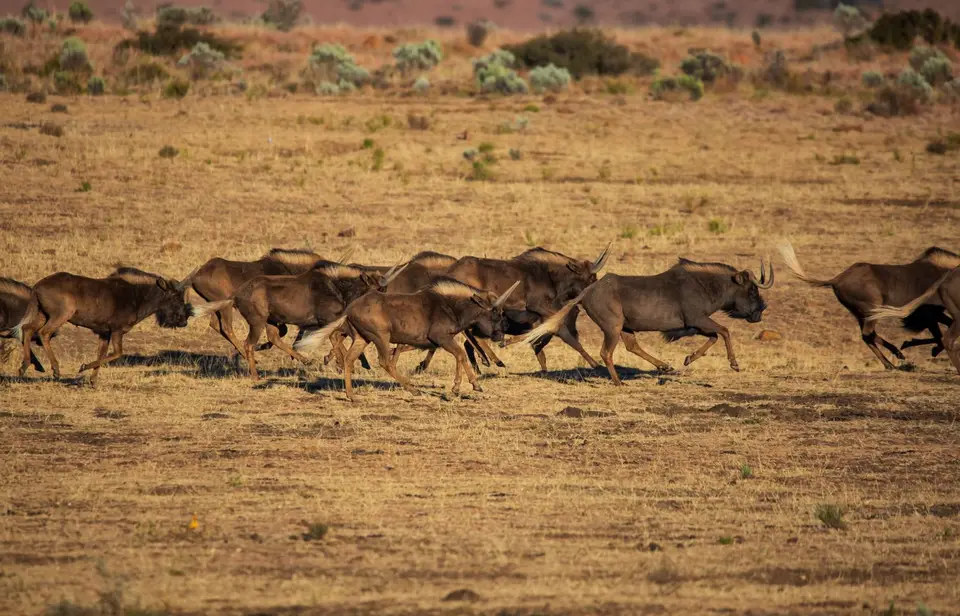 Südafrika_GraaffReinet_MtCamdeboo_099.jpg