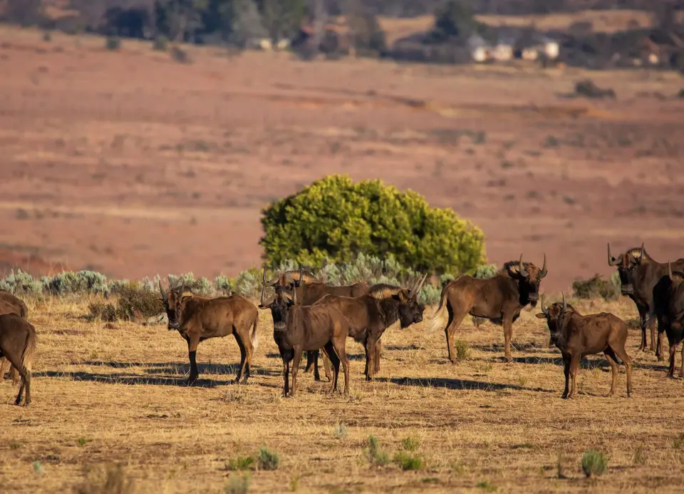 Südafrika_GraaffReinet_MtCamdeboo_100.jpg