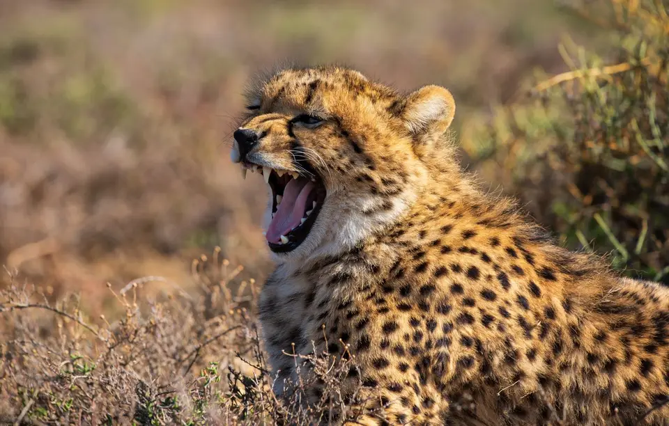 Südafrika_GraaffReinet_MtCamdeboo_118.jpg