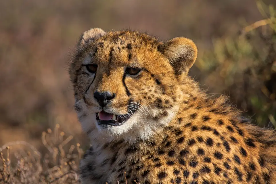 Südafrika_GraaffReinet_MtCamdeboo_119.jpg