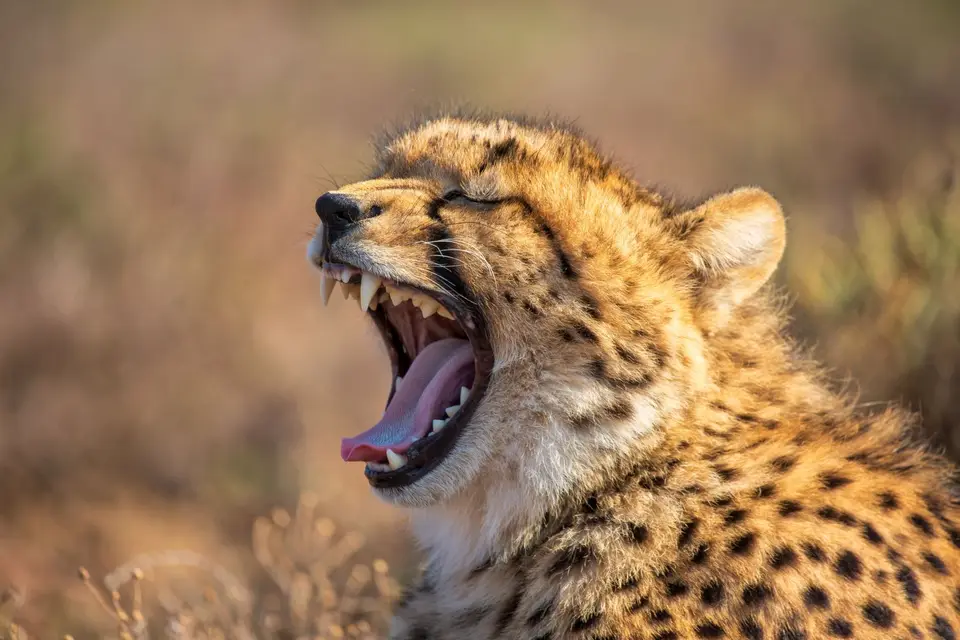 Südafrika_GraaffReinet_MtCamdeboo_120.jpg