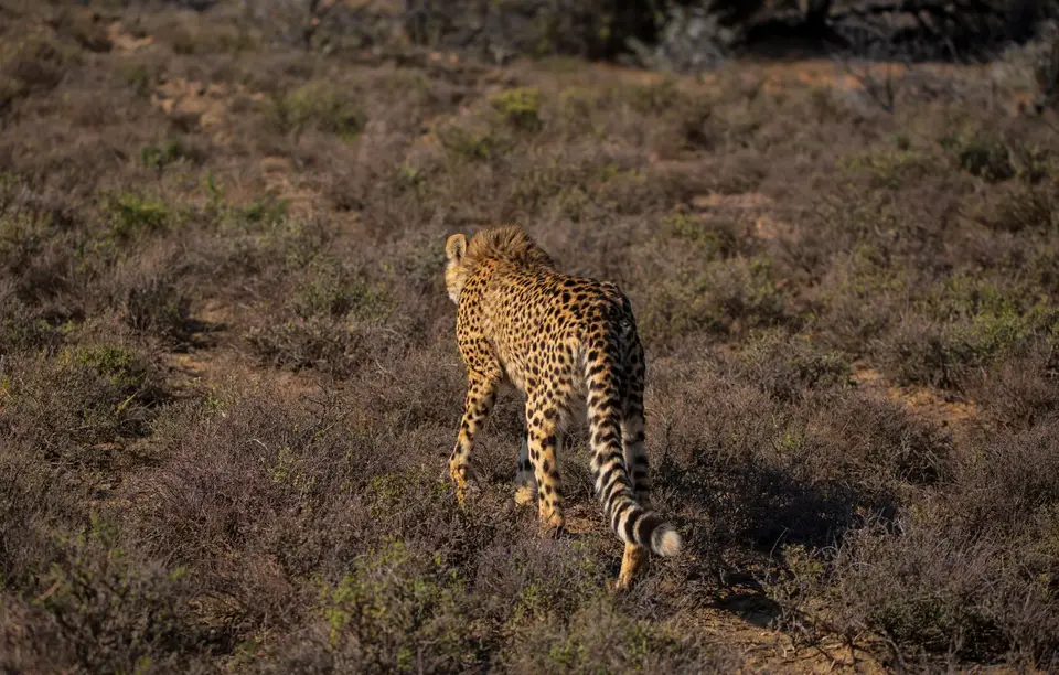 Südafrika_GraaffReinet_MtCamdeboo_123.jpg