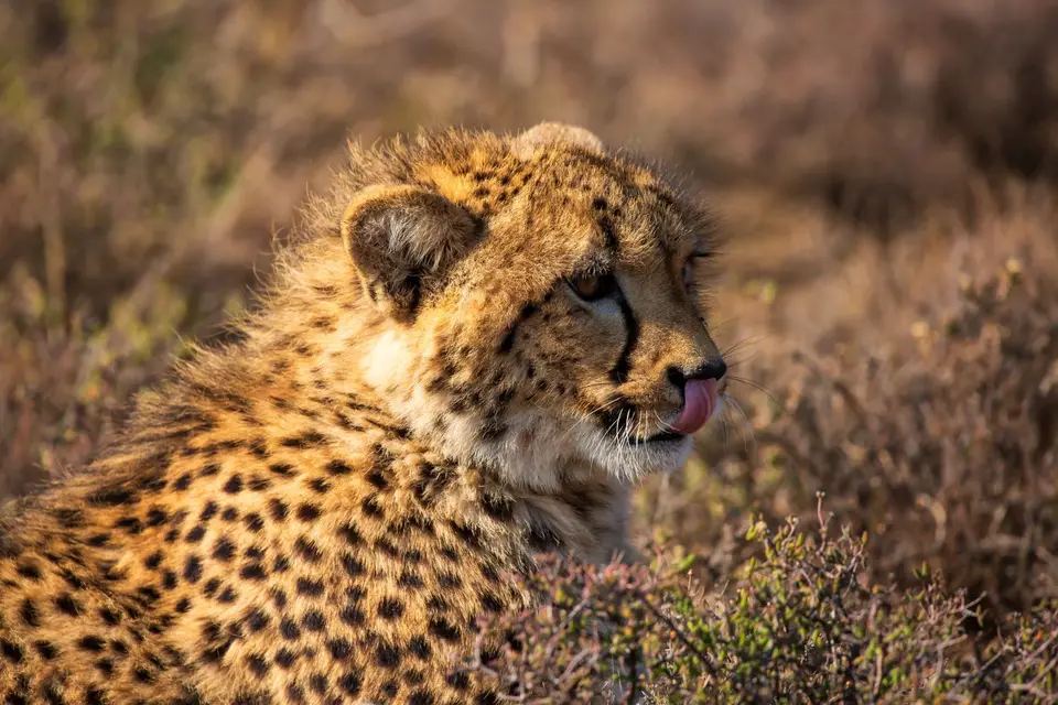 Südafrika_GraaffReinet_MtCamdeboo_128.jpg