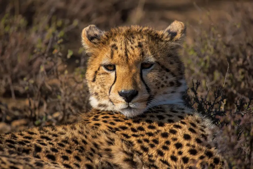 Südafrika_GraaffReinet_MtCamdeboo_132.jpg