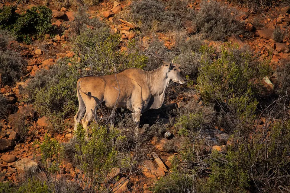 Südafrika_GraaffReinet_MtCamdeboo_138.jpg