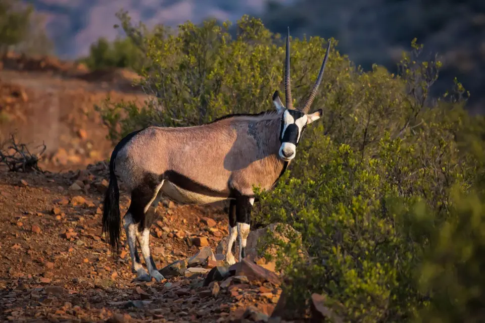 Südafrika_GraaffReinet_MtCamdeboo_143.jpg