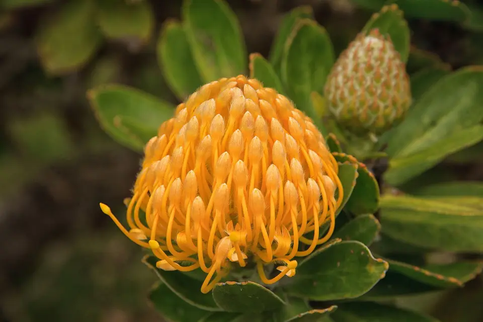 Südafrika_Hermanus_006.jpg