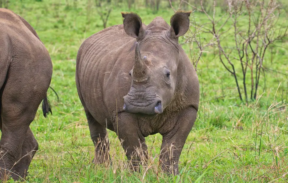 Südafrika_Hluhluwe_011.jpg