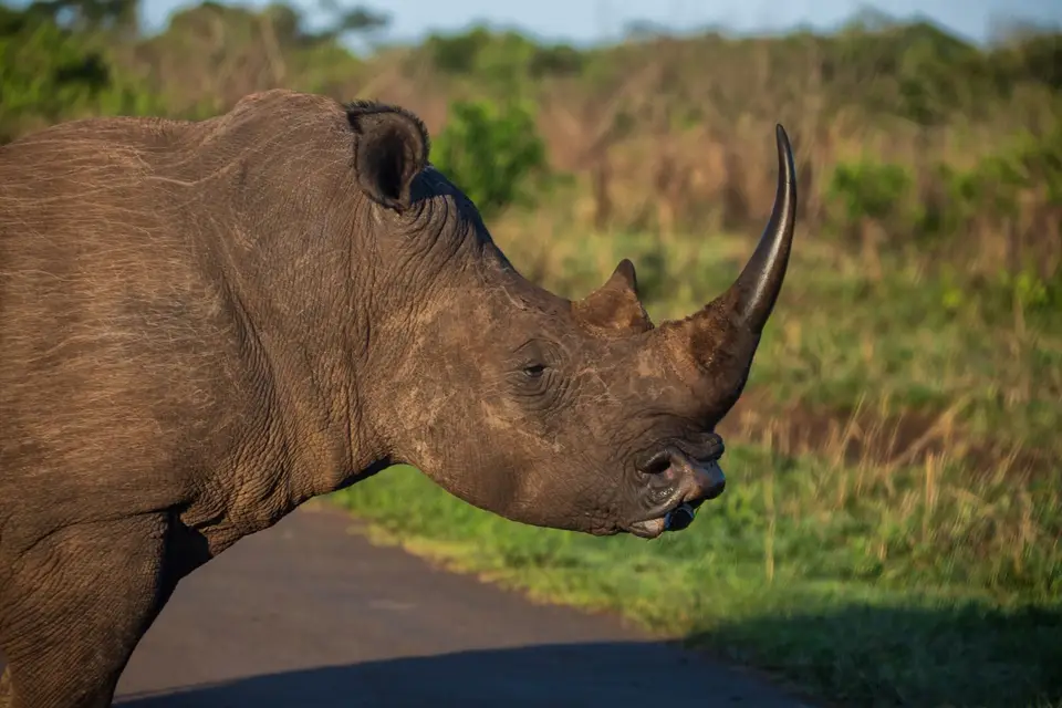 Südafrika_Hluhluwe_031.jpg