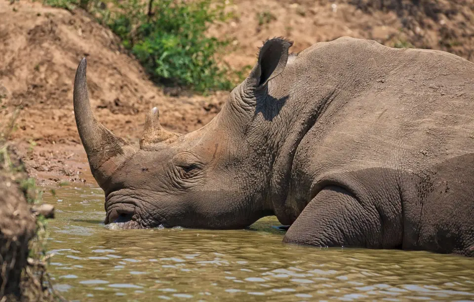 Südafrika_Hluhluwe_102.jpg
