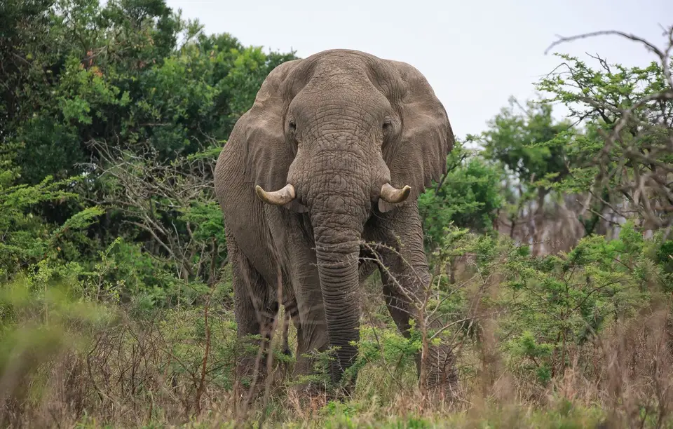 Südafrika_Hluhluwe_108.jpg