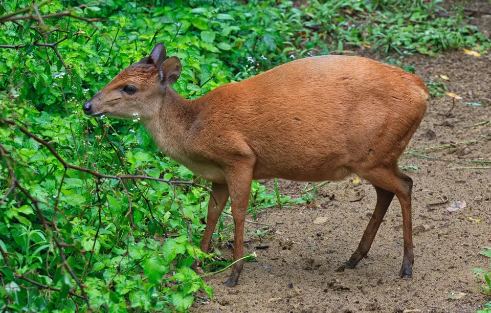 Südafrika_Isimangaliso_019.jpg