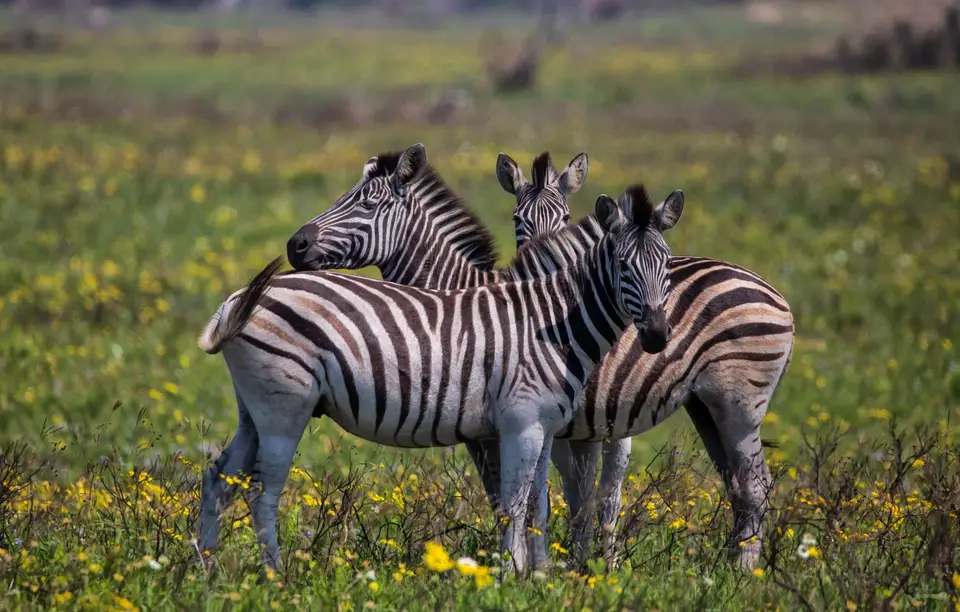 Südafrika_Isimangaliso_087.jpg