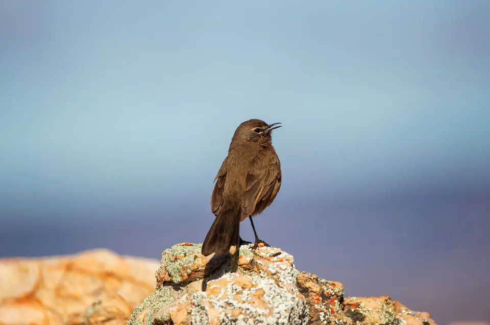 Südafrika_KaggaKamma_095.jpg